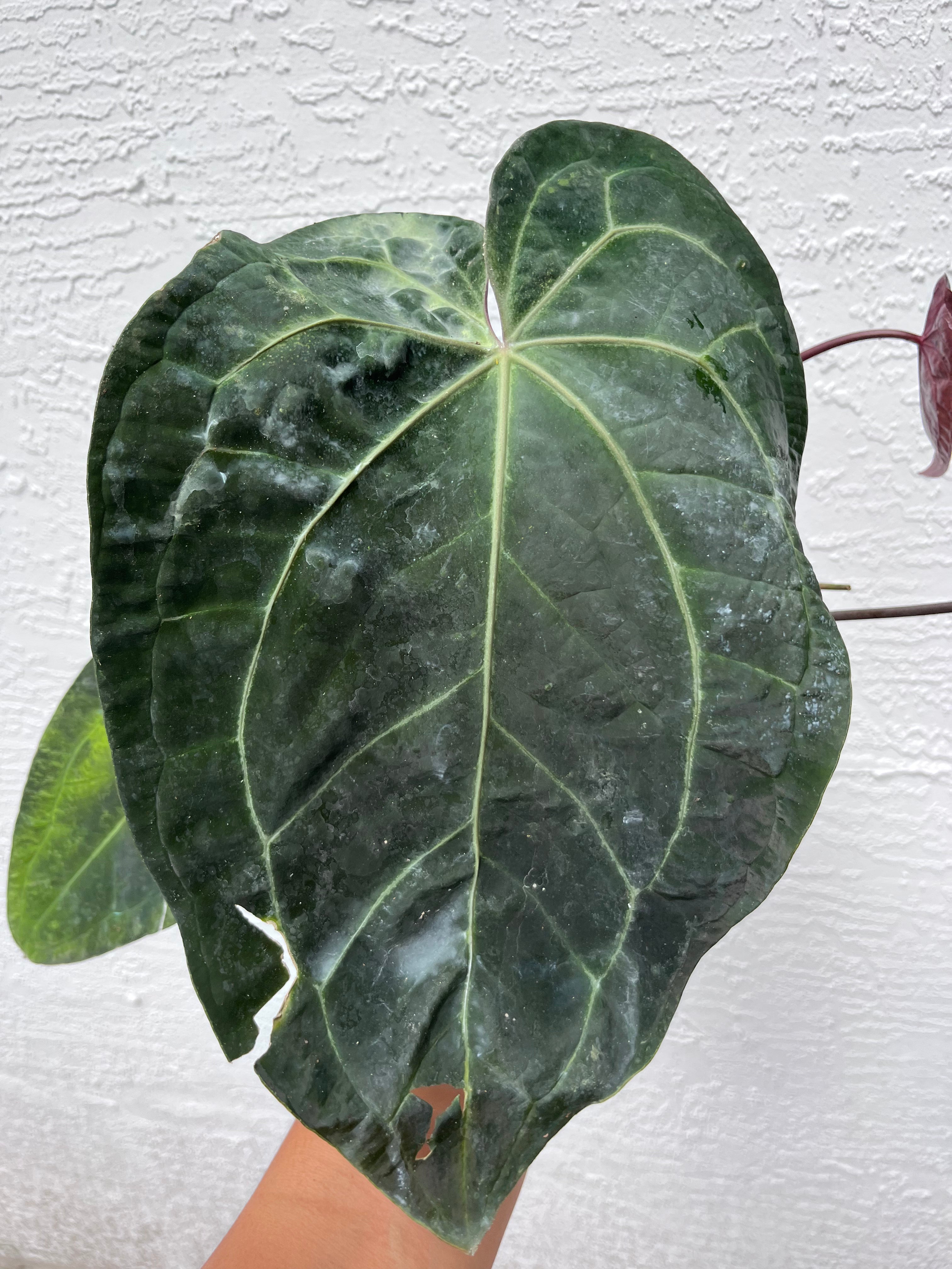 Anthurium Ace of Spades x Dreamweaver division