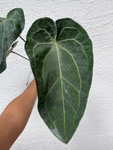 Load image into Gallery viewer, Anthurium Ace of Spades x Dreamweaver division
