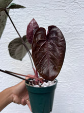 Load image into Gallery viewer, Anthurium Ace of Spades x Dreamweaver division

