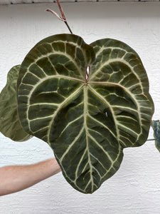 Anthurium SKG Grey x (Black Widow x Michelle)