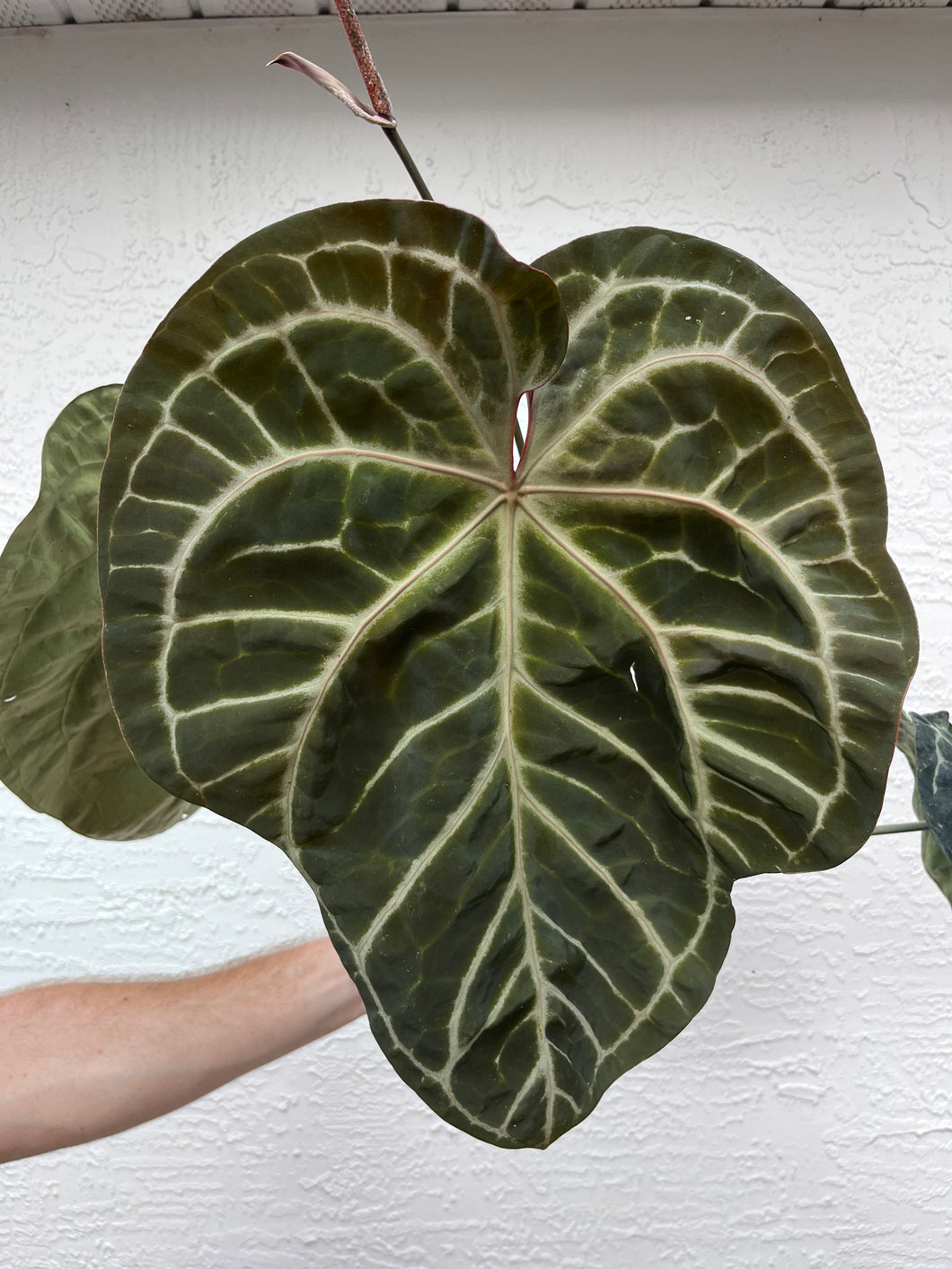 Anthurium SKG Grey x (Black Widow x Michelle)