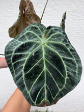 Load image into Gallery viewer, Anthurium SKG Grey x (Black Widow x Michelle)
