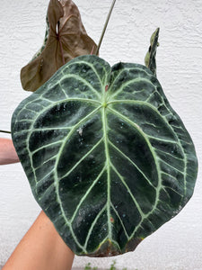 Anthurium SKG Grey x (Black Widow x Michelle)