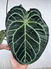 Load image into Gallery viewer, Anthurium SKG Grey x (Black Widow x Michelle)
