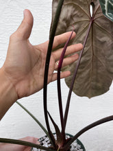 Load image into Gallery viewer, Anthurium SKG Grey x (Black Widow x Michelle)
