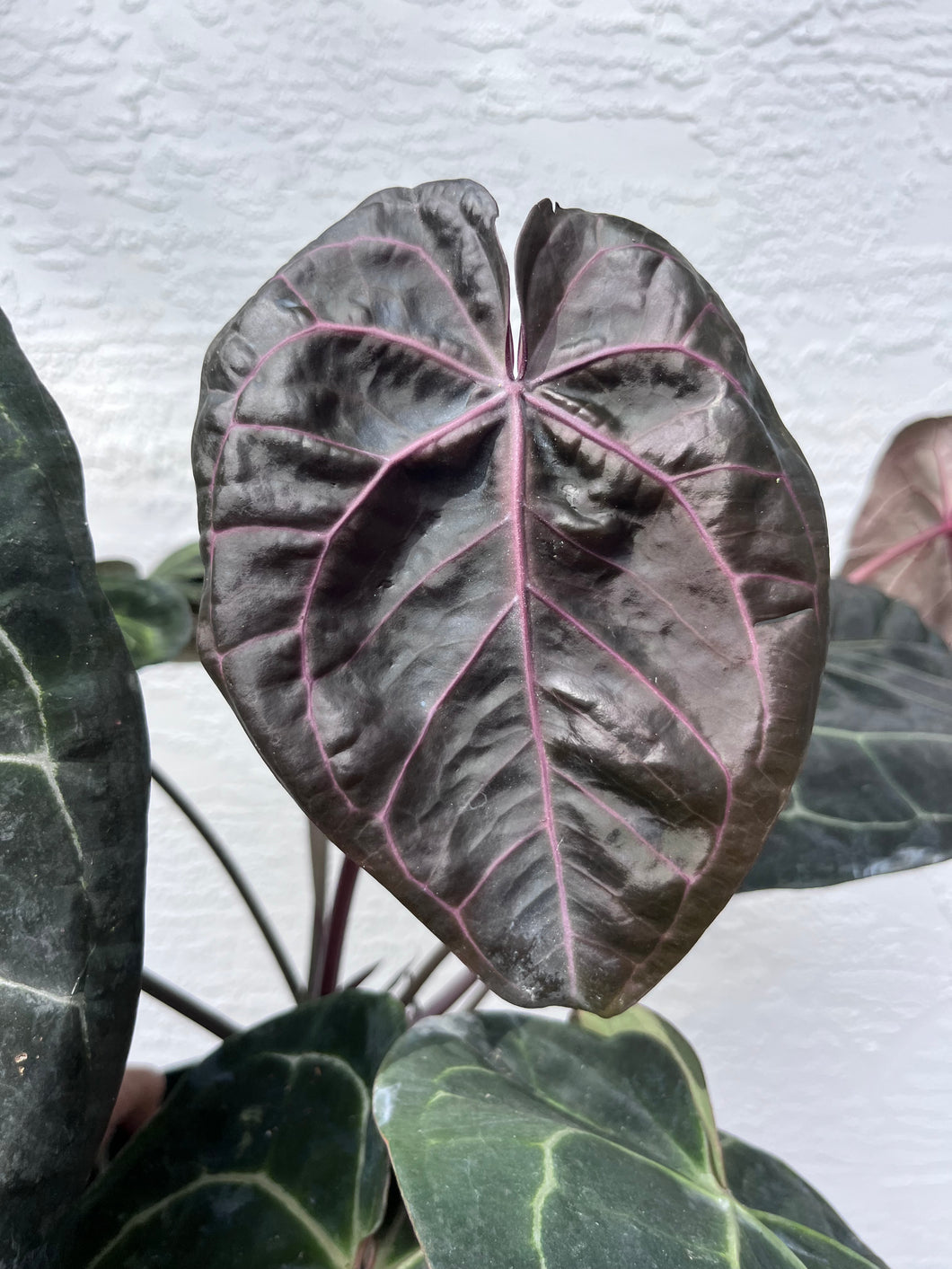 Anthurium Red Crystallinum Tezula (Purple emergent) two plants in pot