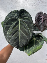Load image into Gallery viewer, Anthurium Red Crystallinum Tezula (Purple emergent) two plants in pot
