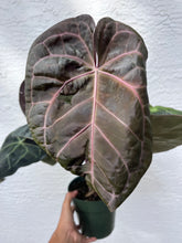 Load image into Gallery viewer, Anthurium Red Crystallinum Tezula (Purple emergent) two plants in pot

