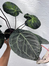 Load image into Gallery viewer, Anthurium Red Crystallinum Tezula (Purple emergent) two plants in pot

