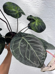 Anthurium Red Crystallinum Tezula (Purple emergent) two plants in pot