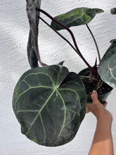 Load image into Gallery viewer, Anthurium Red Crystallinum Tezula (Purple emergent) two plants in pot
