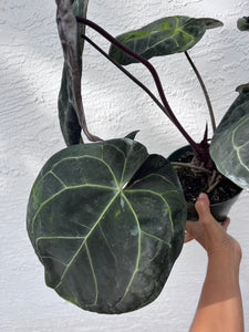 Anthurium Red Crystallinum Tezula (Purple emergent) two plants in pot