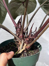 Load image into Gallery viewer, Anthurium Red Crystallinum Tezula (Purple emergent) two plants in pot
