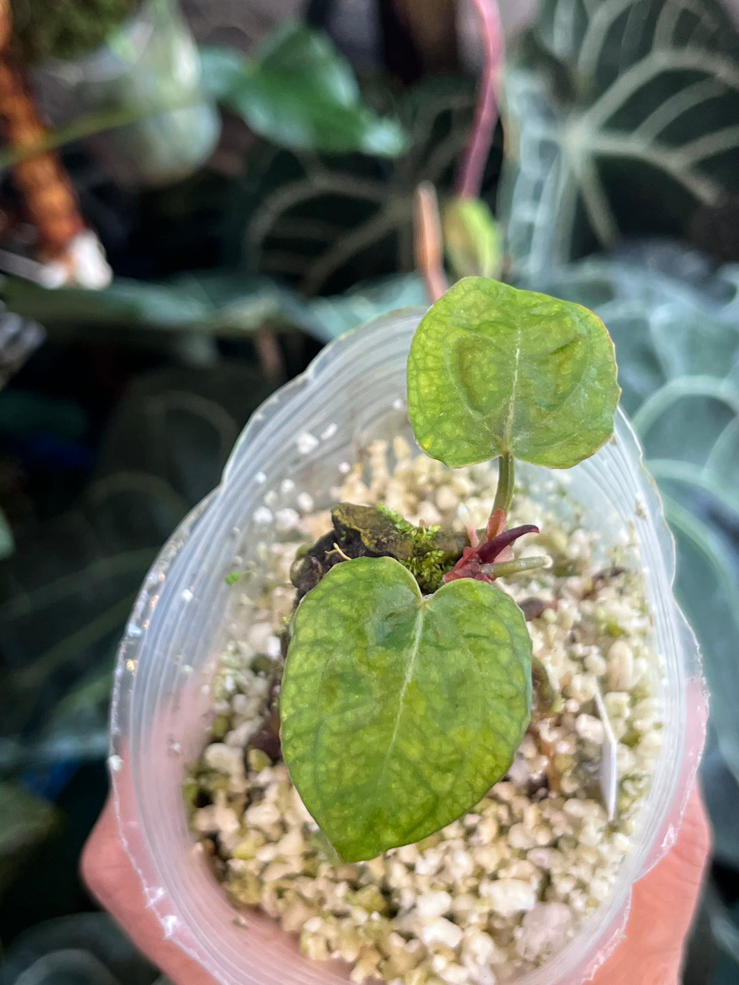 Anthurium Black Widow x Michelle division