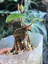 Load image into Gallery viewer, Anthurium Black Widow x Michelle division
