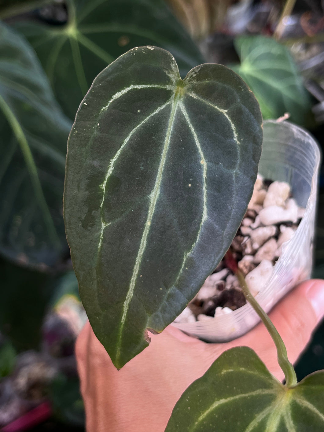 Anthurium Black Widow x Michelle division