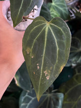 Load image into Gallery viewer, Anthurium Black Widow x Michelle division
