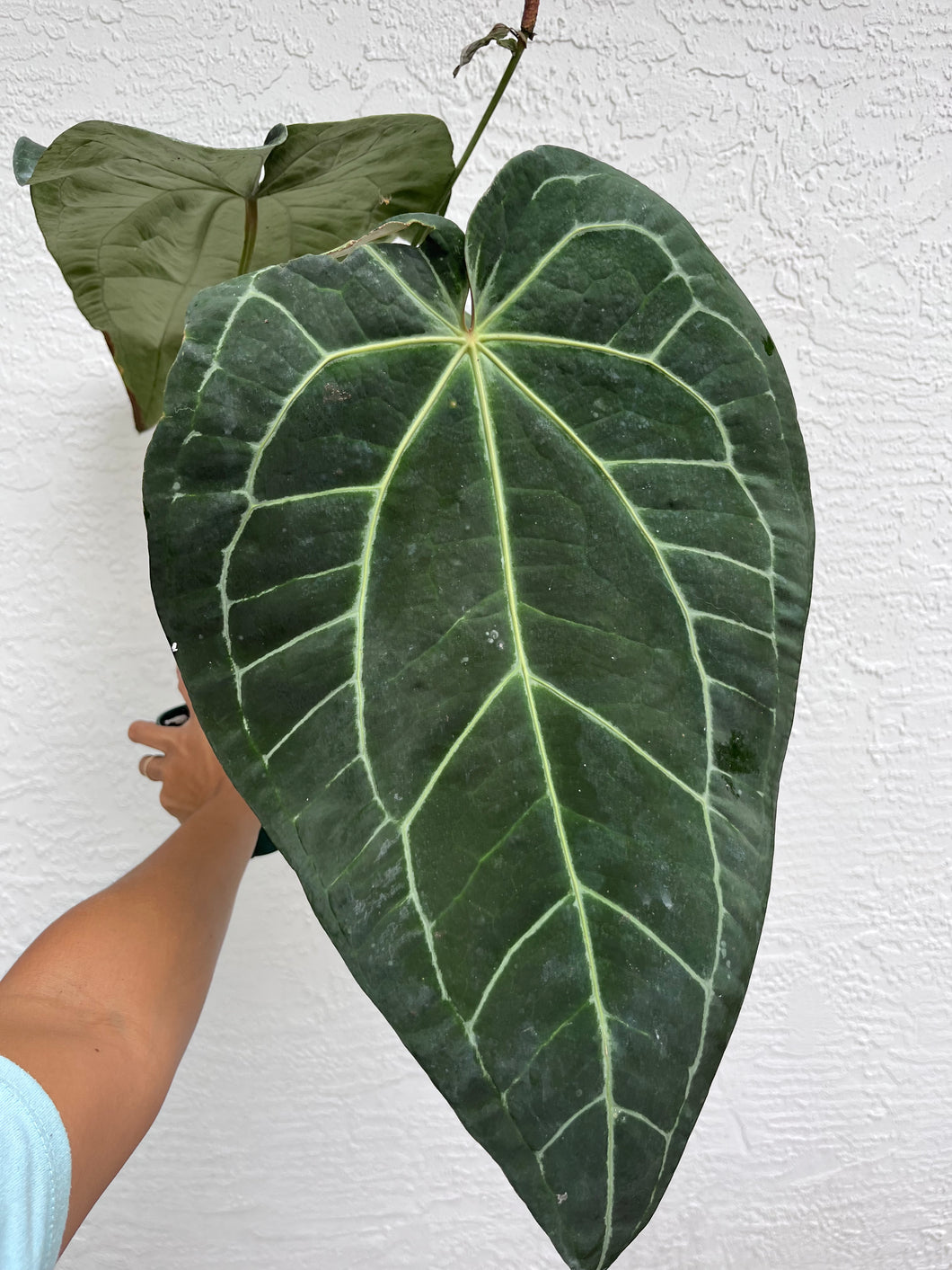 Anthurium Stripey x self (SKG)