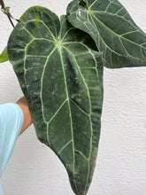Load image into Gallery viewer, Anthurium Stripey x self (SKG)
