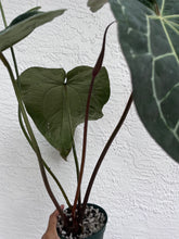 Load image into Gallery viewer, Anthurium Stripey x self (SKG)
