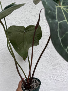 Anthurium Stripey x self (SKG)