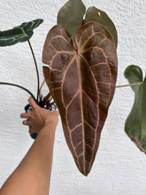 Load image into Gallery viewer, Anthurium Stripey x self (SKG)
