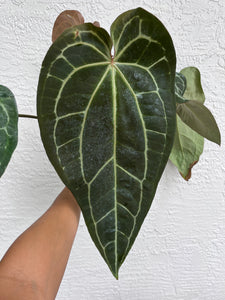 Anthurium Stripey x self (SKG)