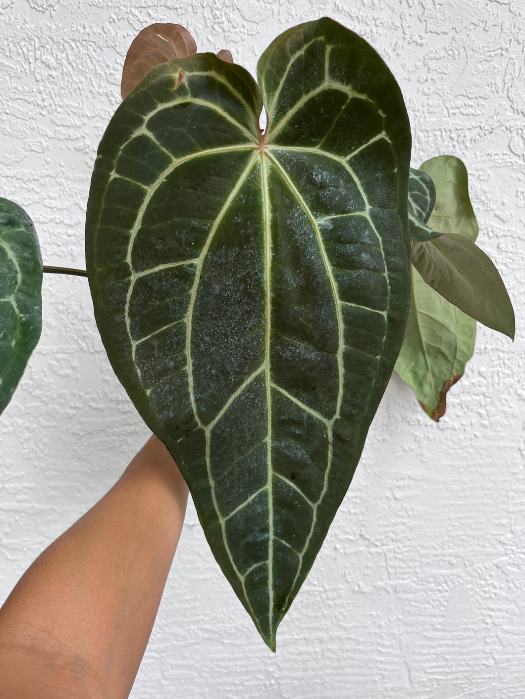 Anthurium Stripey x self (SKG)