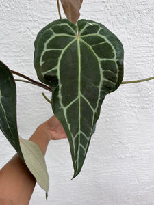 Anthurium Stripey x self (SKG)