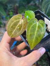 Load image into Gallery viewer, Anthurium Black Widow x Michelle division
