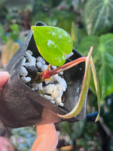 Load image into Gallery viewer, Anthurium Black Widow x Michelle division
