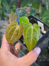 Load image into Gallery viewer, Anthurium Black Widow x Michelle division
