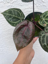 Load image into Gallery viewer, Anthurium Tim Anderson Memoriam (Purple emergent)
