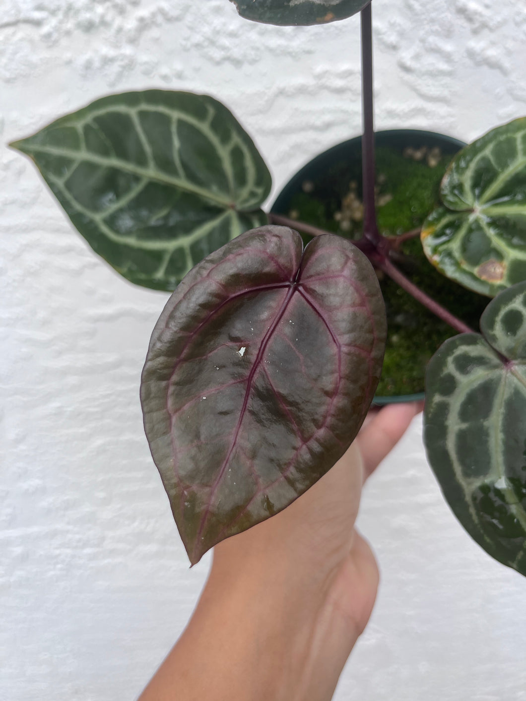 Anthurium Tim Anderson Memoriam (Purple emergent)