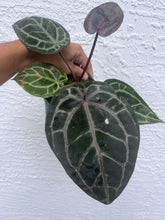 Load image into Gallery viewer, Anthurium Tim Anderson Memoriam (Purple emergent)
