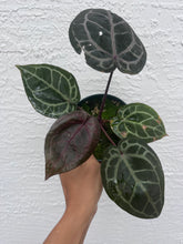 Load image into Gallery viewer, Anthurium Tim Anderson Memoriam (Purple emergent)
