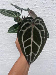 Anthurium Tim Anderson Memoriam two plants in pot