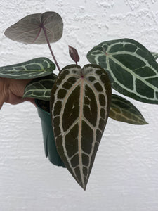 Anthurium Tim Anderson Memoriam two plants in pot