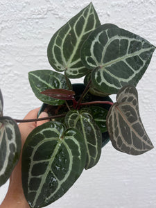Anthurium Tim Anderson Memoriam two plants in pot