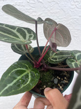 Load image into Gallery viewer, Anthurium Tim Anderson Memoriam two plants in pot
