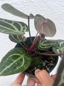 Anthurium Tim Anderson Memoriam two plants in pot