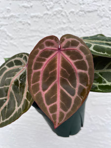 Anthurium Tim Anderson Memoriam two plants in pot