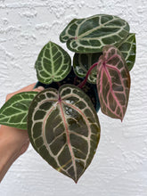 Load image into Gallery viewer, Anthurium Tim Anderson Memoriam two plants in pot
