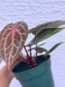 Anthurium Tim Anderson Memoriam two plants in pot