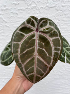 Anthurium Tim Anderson Memoriam