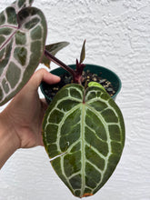 Load image into Gallery viewer, Anthurium Tim Anderson Memoriam
