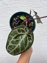 Load image into Gallery viewer, Anthurium Tim Anderson Memoriam
