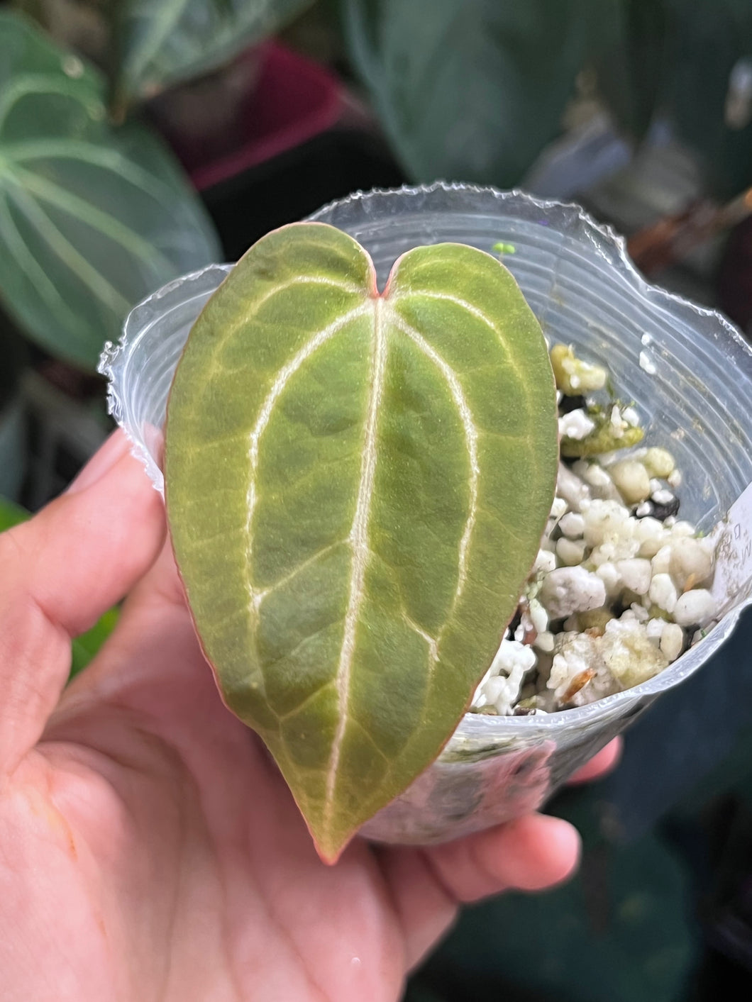 Anthurium Black Widow x Michelle division