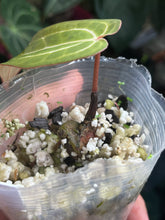 Load image into Gallery viewer, Anthurium Black Widow x Michelle division
