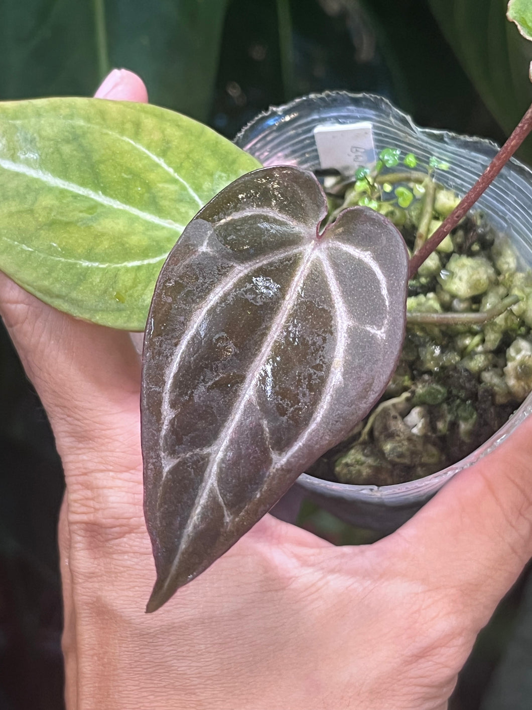 Anthurium Black Widow x Michelle division
